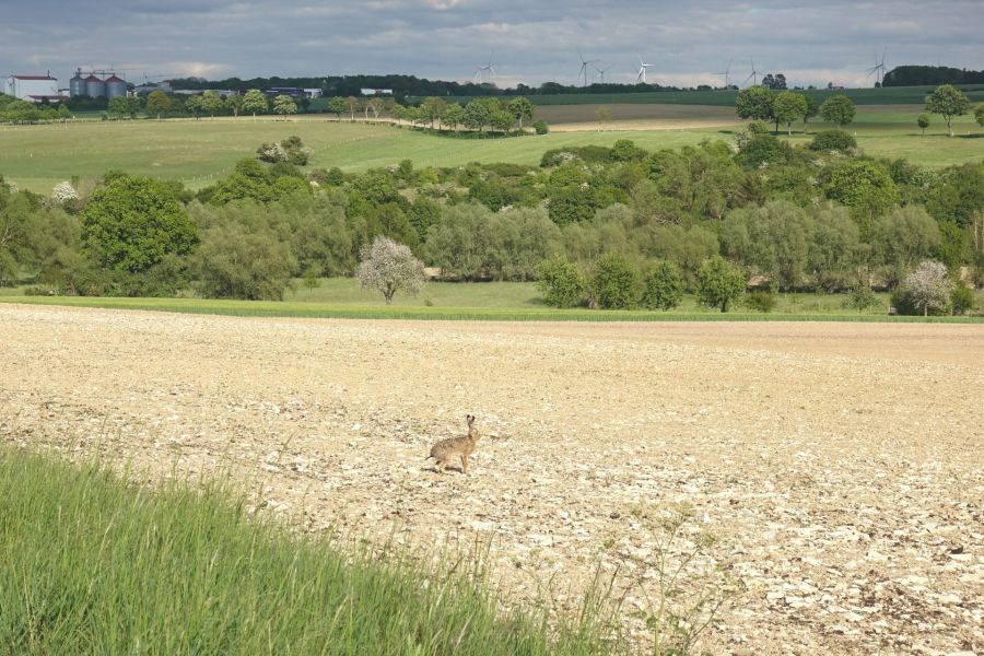Ein Feldhase oberhalb des Almetals - Foto: © Susanne Pöhler, Kreis Paderborn, Umweltamt
